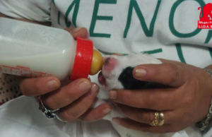 Abbandonati in una piazzola di sosta: cagnolini salvi a Olbia