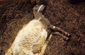 Emergenza lingua blu, in due settimane raddoppiate le morti