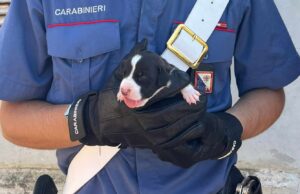 Sinnai, cani rinchiusi in gabbie e incatenati: denunciati due anziani