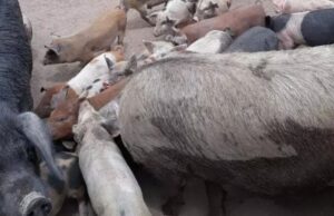 Peste suina africana eliminata in Sardegna, Todde: “Impresa riuscita”