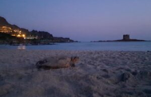 Nido di Caretta caretta in pericolo alla Pelosa, intervengono gli esperti