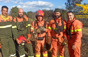 Divampano le fiamme a Ussana: forestali salvano un volpacchiotto