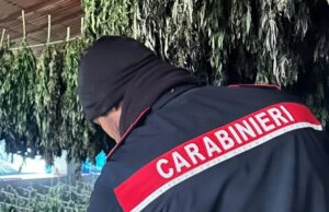 Bortigali, maxi piantagione di marijuana da 1,5 milioni di euro: 4 arresti