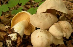 Sassari, mangia dei funghi e si sente male: 40enne intossicato