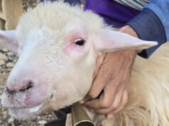 Lingua blu, grido d’allarme delle campagne: “Subito lo stato d’emergenza”