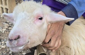 Lingua blu, grido d’allarme delle campagne: “Subito lo stato d’emergenza”