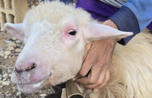 Lingua blu, via agli indennizzi: 21,7 milioni a oltre 3.500 allevatori sardi