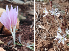 Parco di Porto Conte: individuate due specie erbacee molto rare