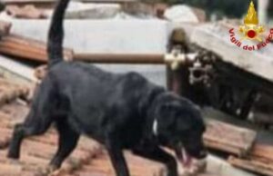 Addio ad Asia, il labrador eroe dei Vigili del fuoco di Cagliari