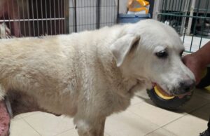 Olbia, cagnolina brutalmente divorata dai parassiti: salvata dai volontari