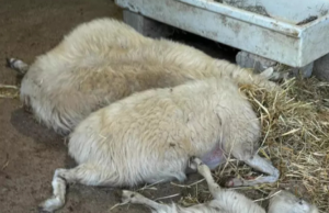 Torna la lingua blu in Sardegna: ad agosto 9 focolai e 48 capi contagiati