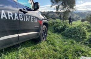 Orotelli, trovate 1000 piantine di marijuana: arrestato un 24enne