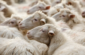 Lingua blu: ecco l’Ufficio unico regionale per la salute degli animali