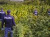 Ollolai, in un terreno 4,5 tonnellate di marijuana illegale: due denunce