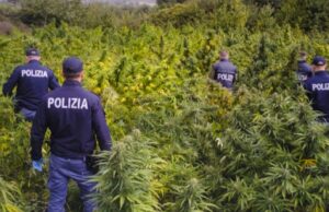 Ollolai, in un terreno 4,5 tonnellate di marijuana illegale: due denunce