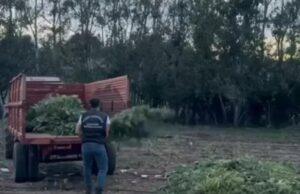 Maxi sequestro di 2000 piante di Marijuana a Benetutti, un arresto