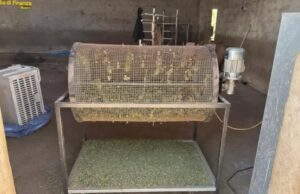 Sedilo, blitz antidroga e due arresti: sequestrati 57Kg di marijuana