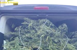Maxi sequestro a Lodine di 1500Kg di marjiuana: un arresto e due denunce