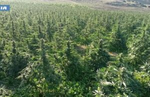 Scossone a Nuoro, sequestrate tre tonnellate di marijuana