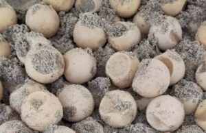 Capo Comino, cresce l’attesa per la schiusa delle uova di tartaruga