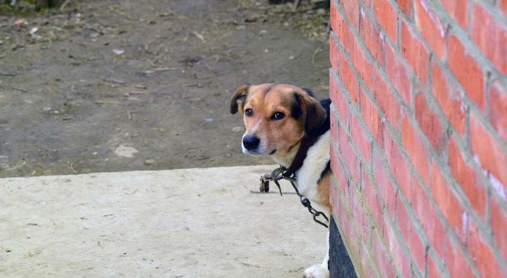 La Maddalena, cane legato e lasciato morire: scoperta choc a ...