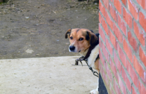 La Maddalena, cane legato e lasciato morire: scoperta choc a Guardiavecchia