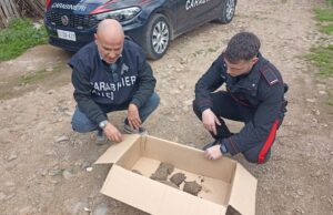 Cagliari, tartarughe protette e trappole per uccelli: un uomo deferito