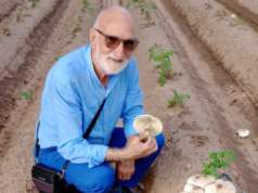 Funghi in Sardegna: attenzione alla falsa “Mazza di tamburo”