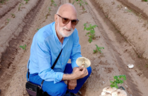 Funghi in Sardegna: attenzione alla falsa “Mazza di tamburo”