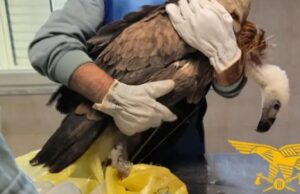 Sinnai, un bellissimo esemplare di grifone salvato dal Corpo Forestale