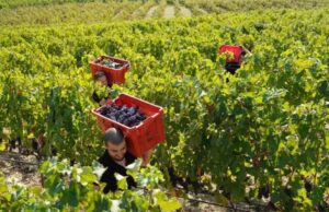 Guida ai 1000 vini d’Italia 2025: la Sardegna spopola con 14 cantine