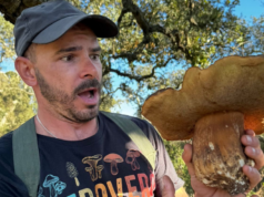 Che spettacolo in Gallura: trovato un porcino nero di quasi 2 kg!