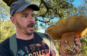 Che spettacolo in Gallura: trovato un porcino nero di quasi 2 kg!