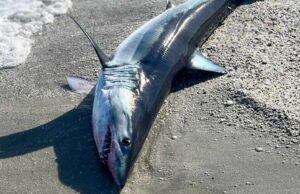 Stintino, sorpresa a Punta D’Elici: spiaggiato uno squalo di 2 metri