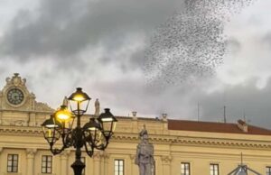 Sassari, lo spettacolo degli storni danzanti incanta la città e i social