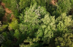 Urzulei, il tasso de Matari è l’albero italiano dell’anno