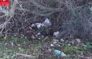 Atto di barbarie a Olbia: trovata una testa di cane mozzata