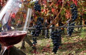 Sardegna, vino comune spacciato per Cannonau: 29 indagati