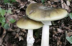 Brotzu, trapianto di fegato per il 75enne avvelenato dai funghi