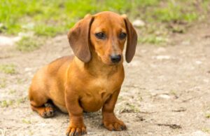 Oristano, Camillo il bassotto-eroe salva un giovane in coma etilico