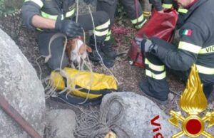 Arzachena, cane precipita in una cavità: salvato dai Vigili del fuoco