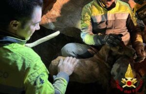 Ballao, cane da caccia intrappolato tra le rocce: salvato dai Vigili del fuoco