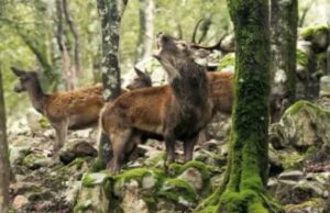 Fauna selvatica, 500mila euro ai comuni con maggiori incidenti