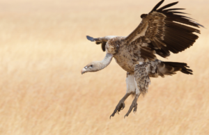 30 grifoni nella voliera di Villasalto: verranno liberati nel 2025