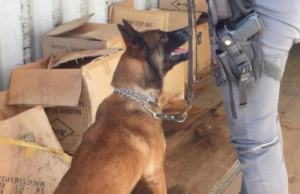 Guardia di Finanza, addio al cane antidroga Demon: aveva 7 anni