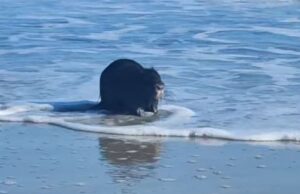 Cagliari, l’insolito avvistamento al Poetto: spunta fuori una nutria