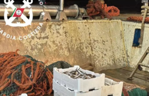 Sequestrati 300 kg di pesce nel Nord Sardegna: andranno in beneficienza
