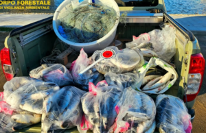 Cagliari, Corpo Forestale recupera 120 kg di pesce non idoneo