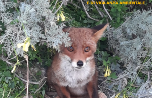 Piccola volpe salvata a Sa Illetta: era rimasta intrappolata