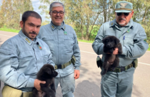 Villamassargia, cagnolini salvati dalla strada: “Chi può, li adotti”